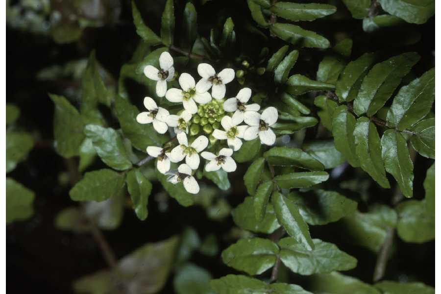 Water-cress (Nasturtium officinale)