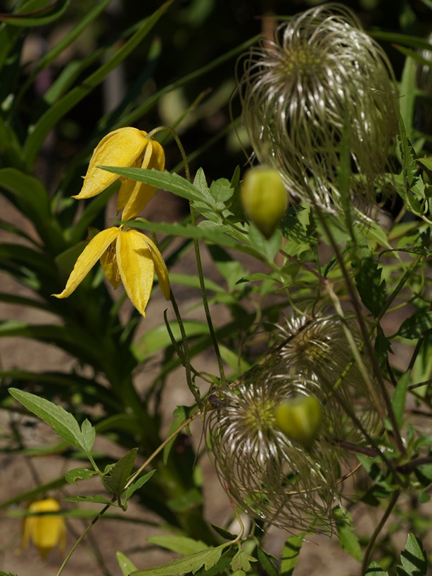 Golden clematis (Clematis tangutica)