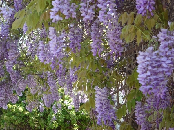 Chinese wisteria (Wisteria sinensis)