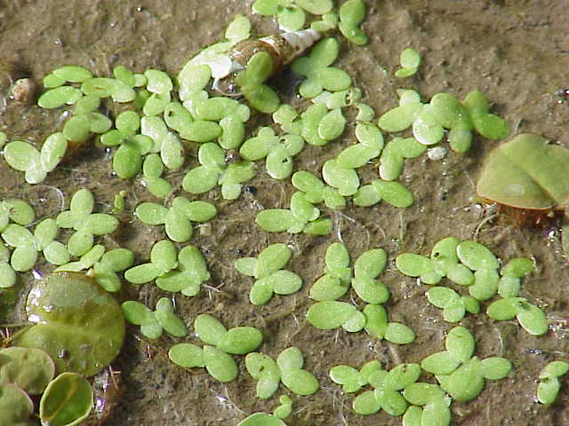 Petite lentille d’eau (Lemna minor)