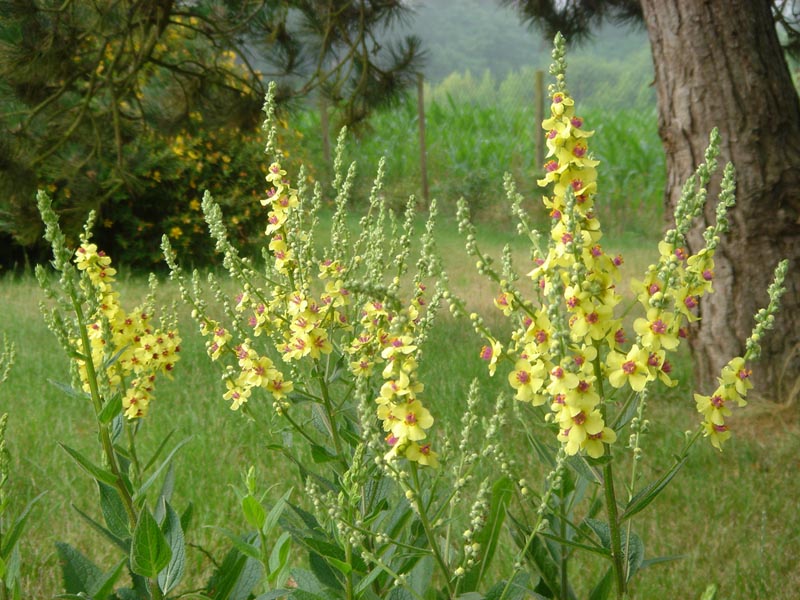Nettle-leaved mullein (Verbascum chaixii)