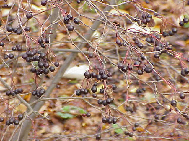 Purple chokeberry (Aronia × prunifolia)