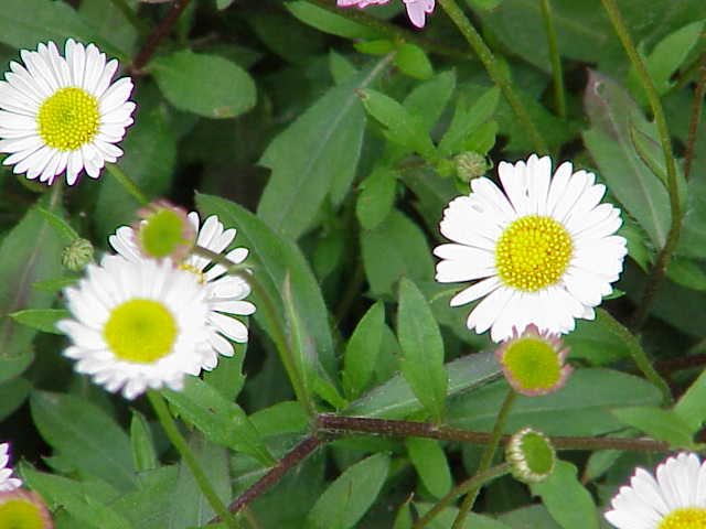 Mexican fleabane (Erigeron karvinskianus)