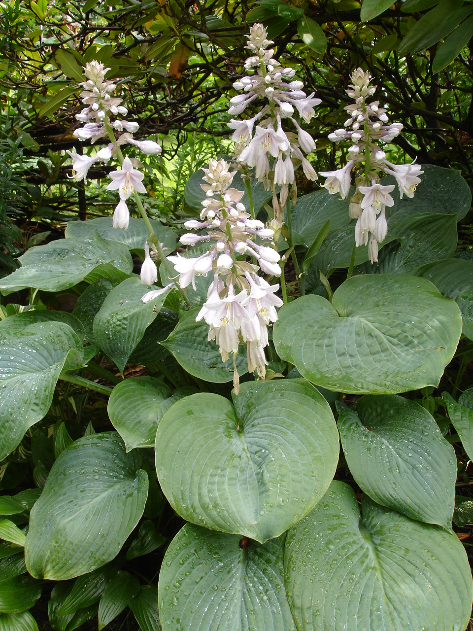 Siebold’s plantain lily (Hosta sieboldiana)