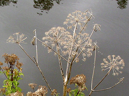 Garden angelica (Angelica archangelica)