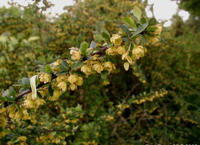 Japanese barberry (Berberis thunbergii)