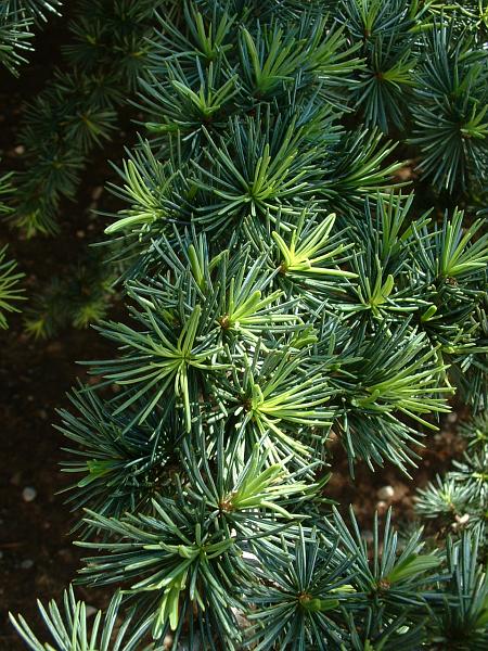 Atlas cedar (Cedrus atlantica)