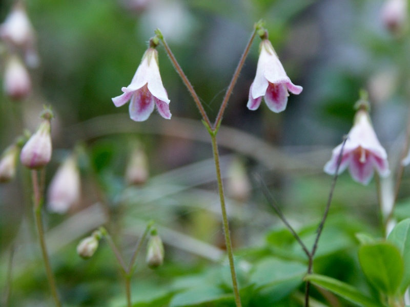 Linnaeusklokje (Linnaea borealis)