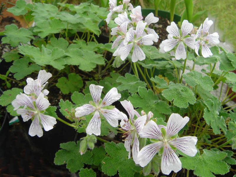Renard’s cranesbill (Geranium renardii) (Geranium renardii)