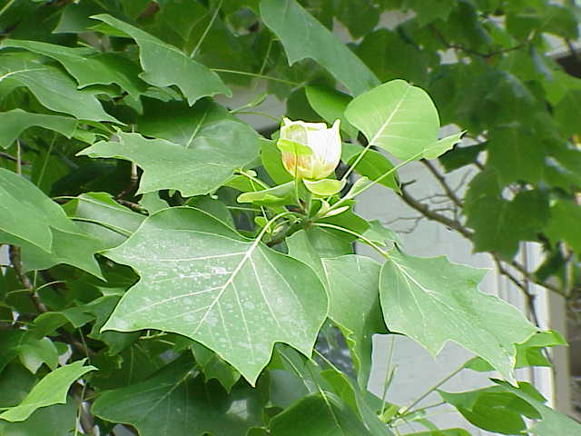 Tulip tree (Liriodendron tulipifera)