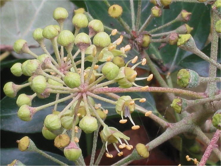 Ivy (Hedera helix)