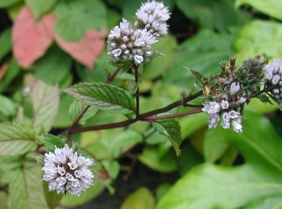Peppermint (Mentha × piperita)