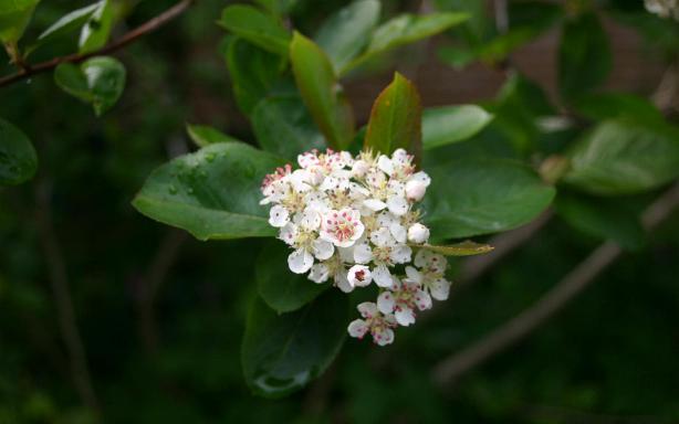 Black chokeberry (Aronia melanocarpa)