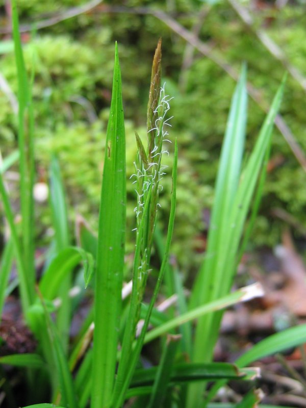 Wood sedge (Carex sylvatica)