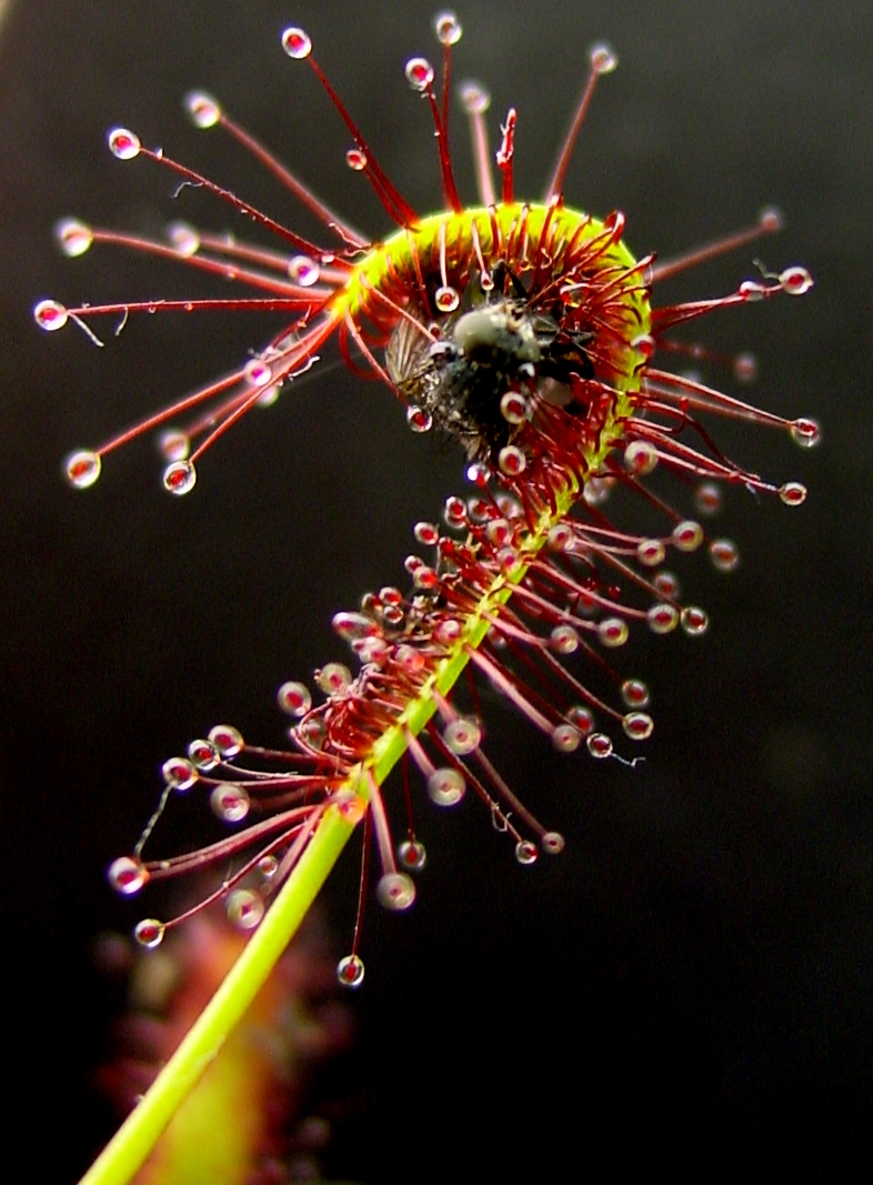 Cape sundew (Drosera capensis)