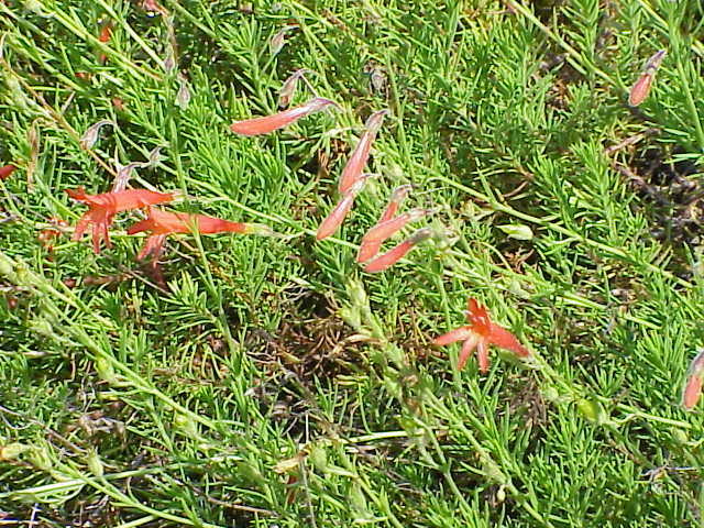 Pineleaf penstemon (Penstemon pinifolius) (Penstemon pinifolius)