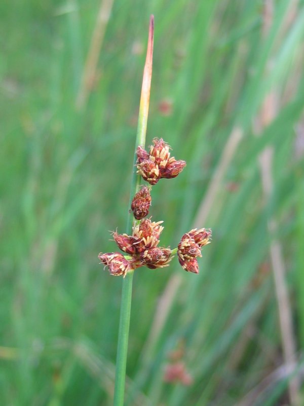 Grey club-rush (Schoenoplectus tabernaemontani)