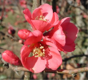 Flowering quince (Chaenomeles)