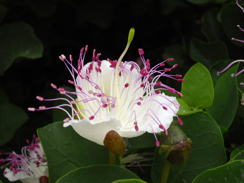 Kappertjesstruik (Capparis spinosa)