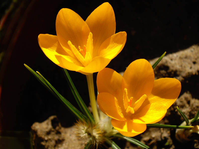 Crocus d’Ankara (Crocus ancyrensis)
