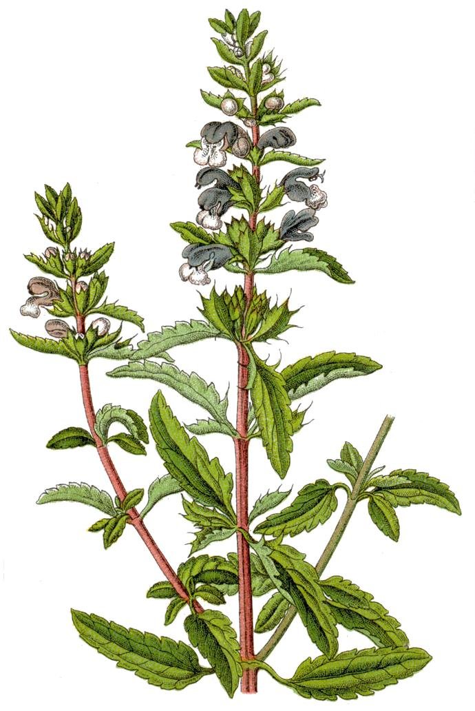 Moldavian dragonhead (Dracocephalum moldavica)
