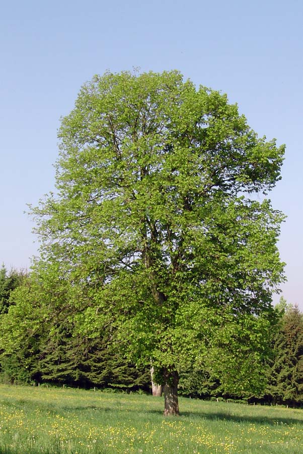Small-leaved lime (Tilia cordata)