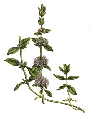 Pennyroyal (Mentha pulegium)
