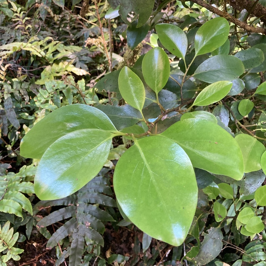 New Zealand broadleaf (Griselinia littoralis)