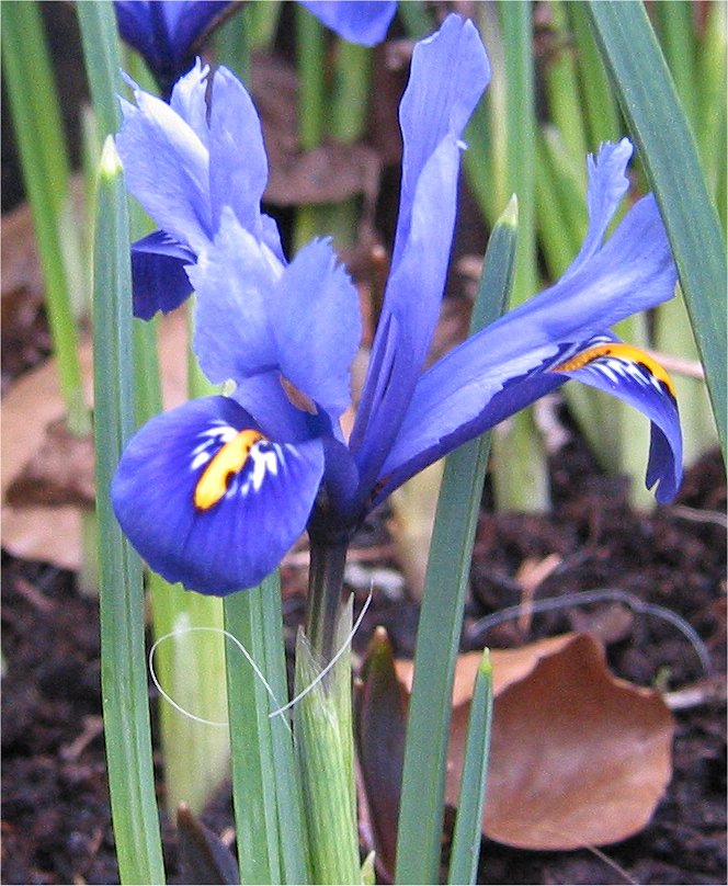 Netted iris (Iris reticulata)