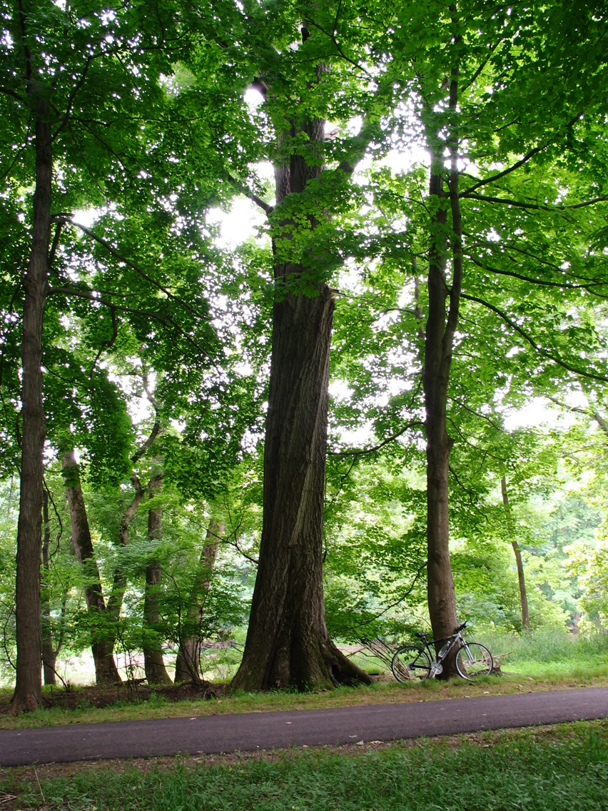 Red oak (Quercus rubra)
