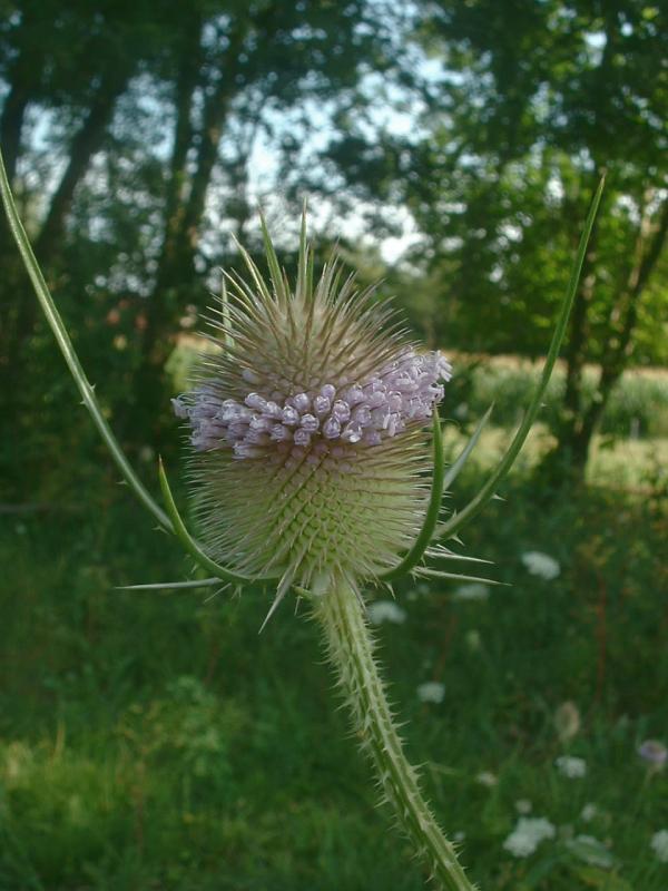 Wild teasel (Dipsacus fullonum)