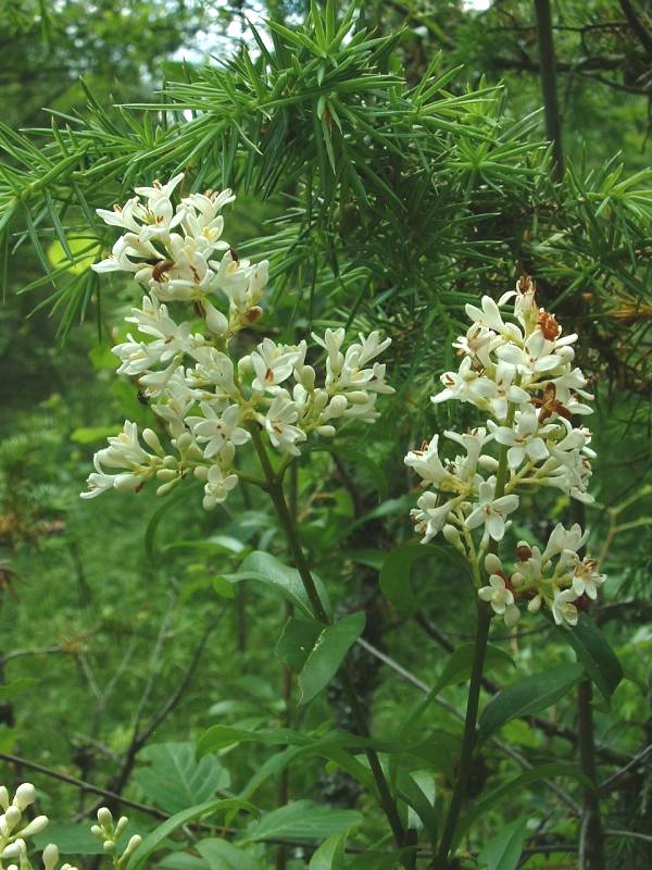 Wild privet (Ligustrum vulgare)