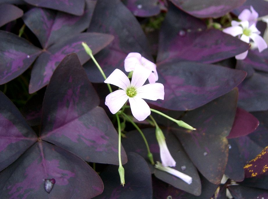 Faux trèfle pourpre (Oxalis triangularis)