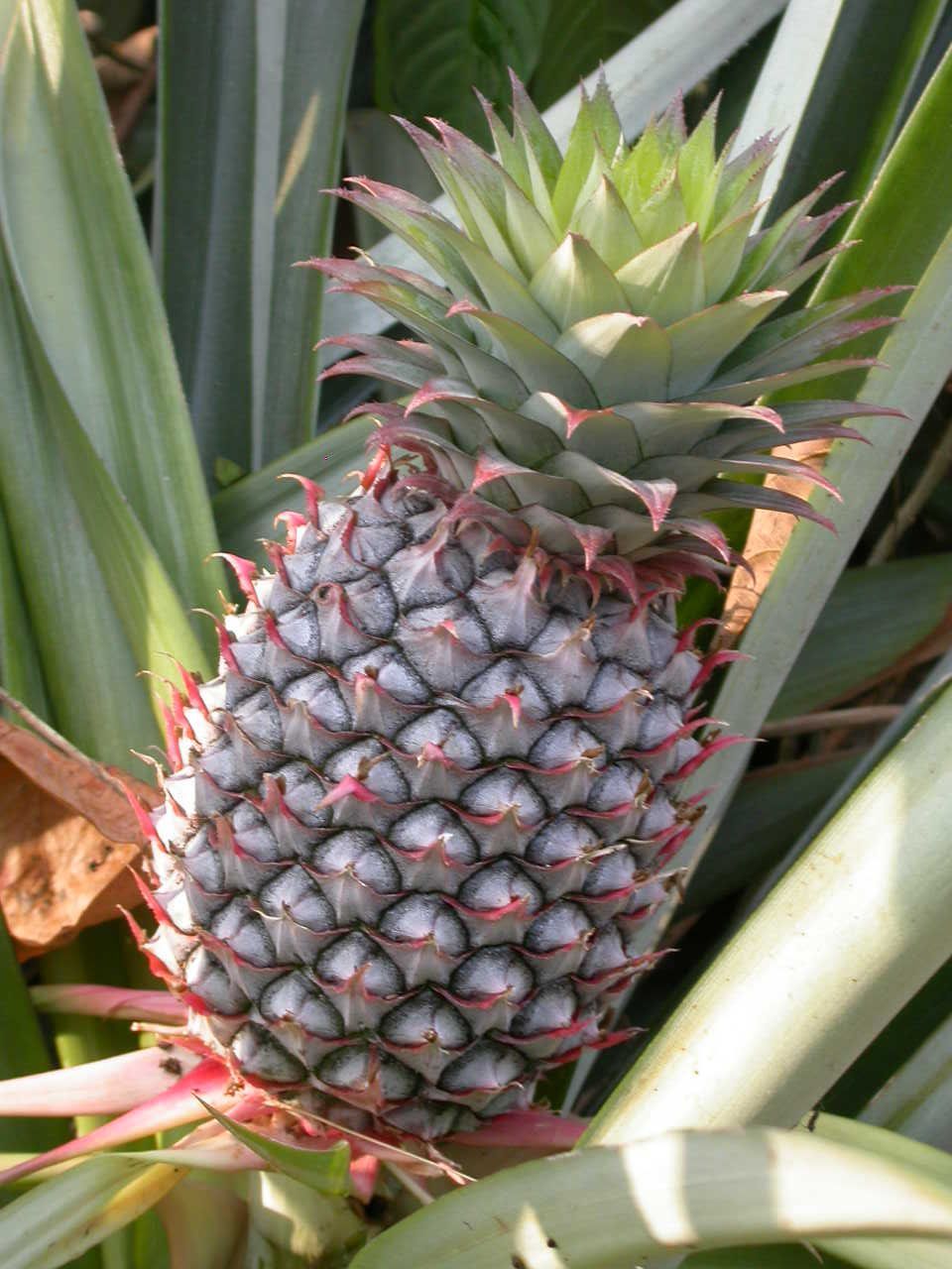 Pineapple (Ananas comosus)
