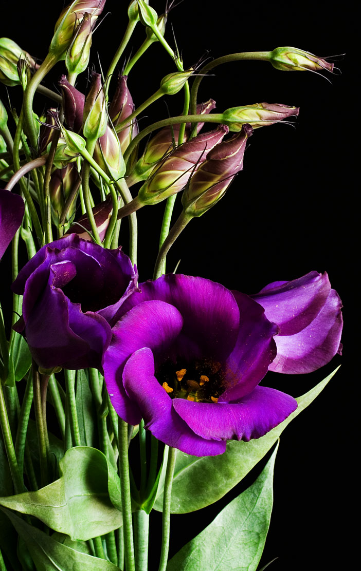 Eustoma (Eustoma grandiflorum)