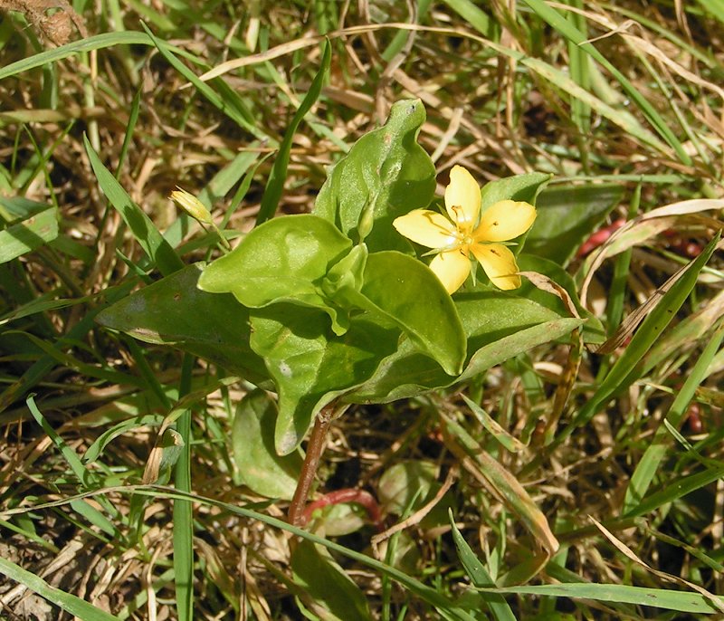 Yellow pimpernel (Lysimachia nemorum)