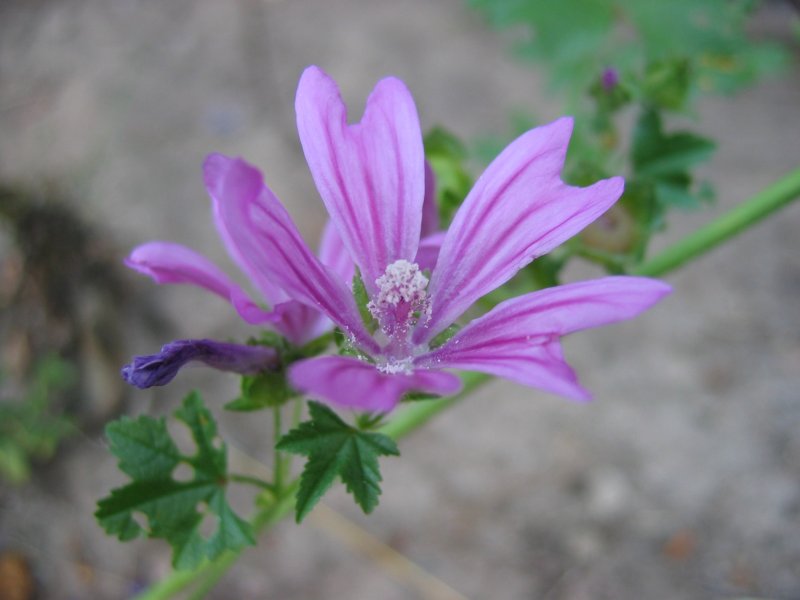 Common mallow (Malva sylvestris)