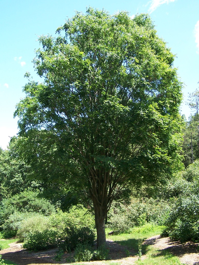 Japanese zelkova (Zelkova serrata)
