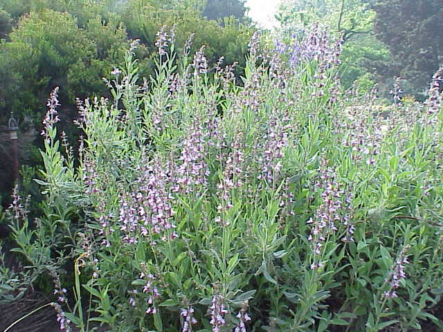 Common sage (Salvia officinalis)