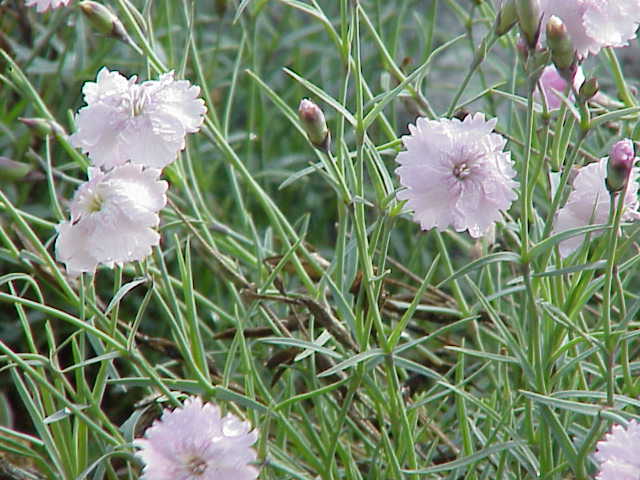 Cheddar pink (Dianthus gratianopolitanus)