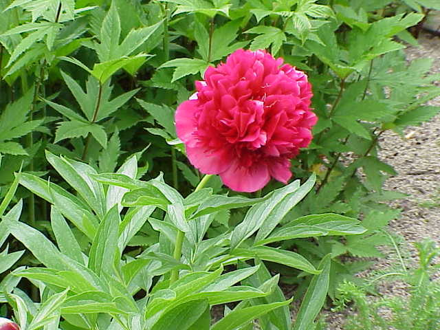 Common peony (Paeonia officinalis)