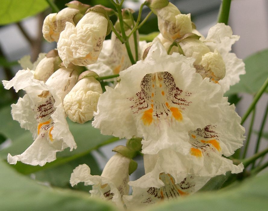 Indian bean tree (Catalpa bignonioides)