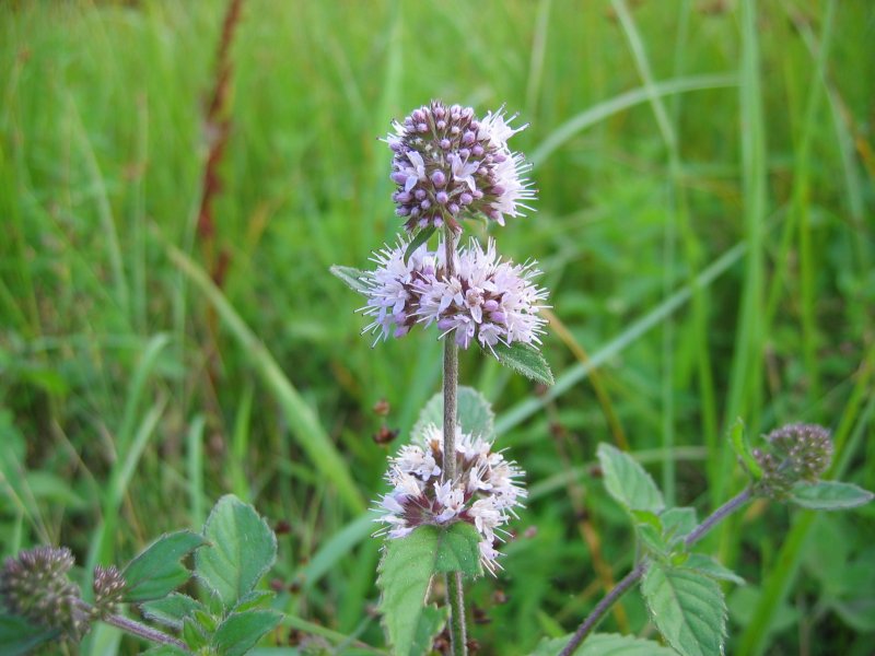 Water mint (Mentha aquatica)