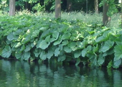 Groot hoefblad (Petasites hybridus)