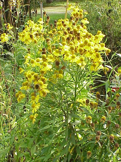 Sneezeweed (Helenium autumnale)