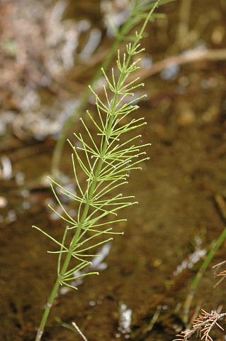 Lidrus (Equisetum palustre)