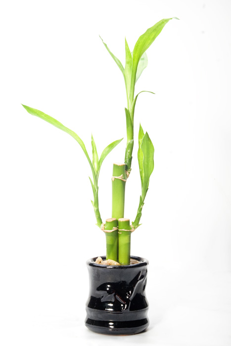 Lucky bamboo (Dracaena sanderiana)