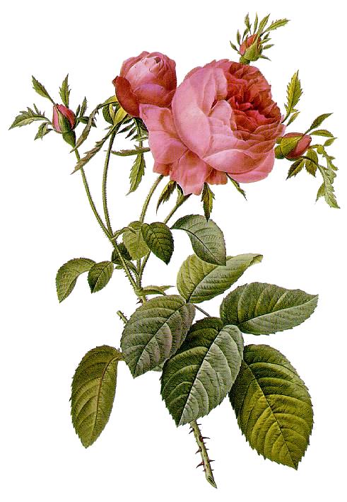 Centifolia (Rosa × centifolia)