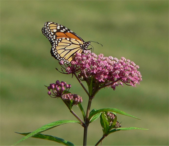 Swamp milkweed (Asclepias incarnata)