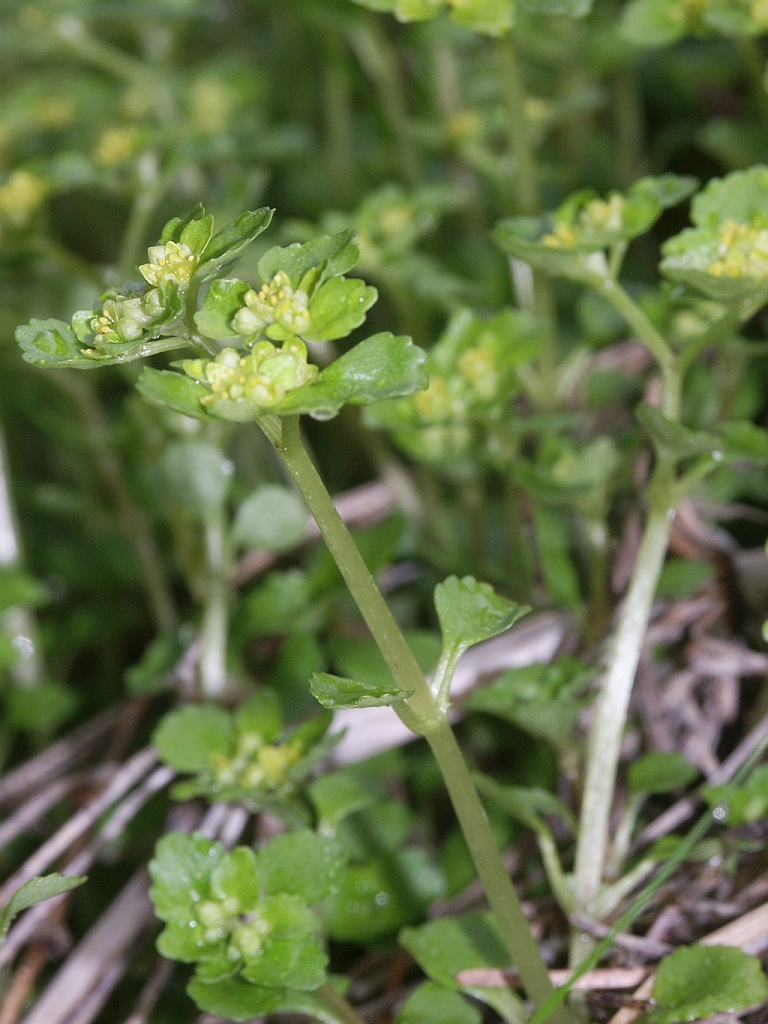 Paarbladig goudveil (Chrysosplenium oppositifolium)